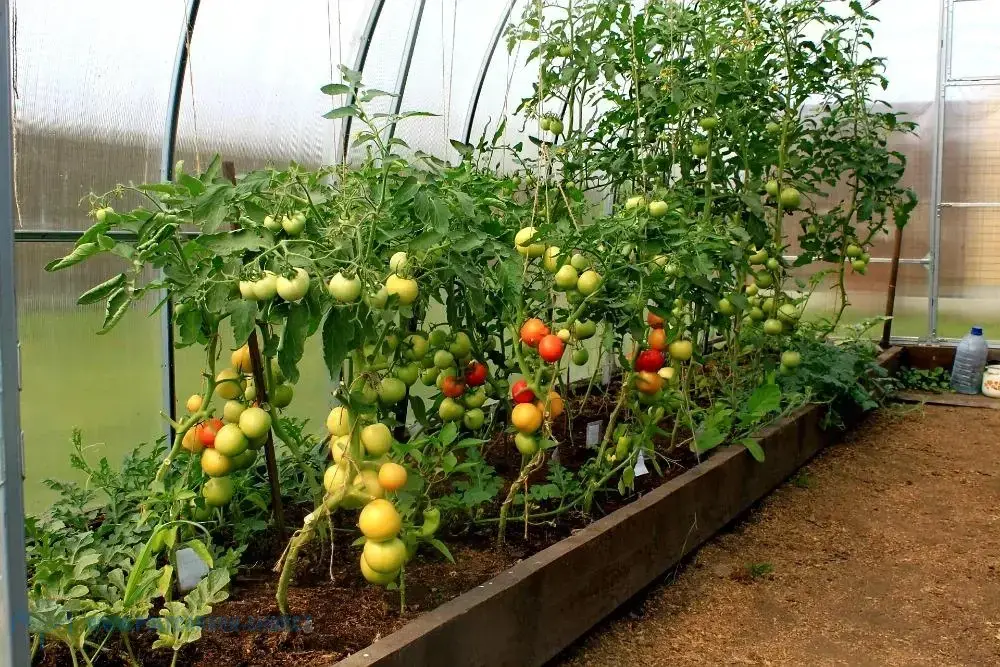 POLYKARBONÁTOVÝ SKLENÍK GrowDome 3x2x8 m (výplň 4,0mm)